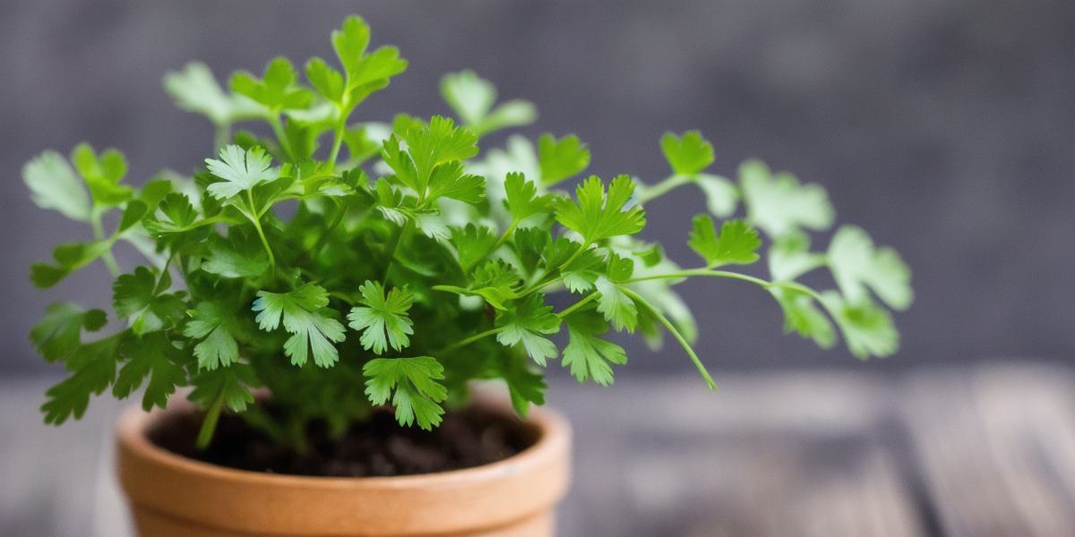 How does cilantro help remove heavy metals from the body
